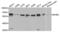 Inhibin Subunit Beta A antibody, abx004475, Abbexa, Western Blot image 