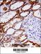 NADH:Ubiquinone Oxidoreductase Subunit AB1 antibody, 57-505, ProSci, Immunohistochemistry frozen image 