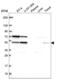 Splicing Factor 3b Subunit 4 antibody, NBP2-55882, Novus Biologicals, Western Blot image 