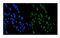 SMAD Specific E3 Ubiquitin Protein Ligase 1 antibody, PB9892, Boster Biological Technology, Immunofluorescence image 