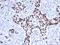 p53 antibody, AE00123, Aeonian Biotech, Immunohistochemistry paraffin image 