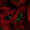 Serum Response Factor Binding Protein 1 antibody, NBP2-58809, Novus Biologicals, Immunocytochemistry image 