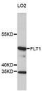 Fms Related Tyrosine Kinase 1 antibody, MBS125301, MyBioSource, Western Blot image 