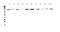 Insulin Degrading Enzyme antibody, PA5-79435, Invitrogen Antibodies, Western Blot image 