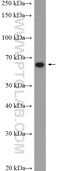SHOC2 Leucine Rich Repeat Scaffold Protein antibody, 17561-1-AP, Proteintech Group, Western Blot image 