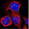 FMR1 Neighbor antibody, NBP1-85403, Novus Biologicals, Immunofluorescence image 