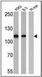 RB Transcriptional Corepressor 1 antibody, MA5-11384, Invitrogen Antibodies, Western Blot image 