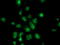 Annexin A3 antibody, TA502122, Origene, Immunofluorescence image 