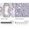 Testis-specific Y-encoded-like protein 5 antibody, NBP1-93578, Novus Biologicals, Immunohistochemistry paraffin image 