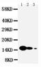 Interleukin 7 antibody, PA5-79509, Invitrogen Antibodies, Western Blot image 