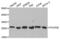 RNA Polymerase II Subunit E antibody, abx001458, Abbexa, Western Blot image 