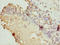 Zinc Finger And BTB Domain Containing 20 antibody, orb40624, Biorbyt, Immunohistochemistry paraffin image 