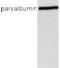 Parvalbumin antibody, ab11427, Abcam, Western Blot image 