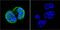 ATM Serine/Threonine Kinase antibody, GTX15666, GeneTex, Immunofluorescence image 