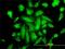 Protein Kinase C Alpha antibody, H00005578-M01, Novus Biologicals, Immunofluorescence image 