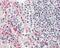 Heparanase antibody, 49-929, ProSci, Immunohistochemistry frozen image 
