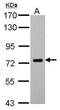 SAM And HD Domain Containing Deoxynucleoside Triphosphate Triphosphohydrolase 1 antibody, PA5-27898, Invitrogen Antibodies, Western Blot image 