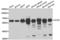 Chaperonin Containing TCP1 Subunit 5 antibody, LS-C334790, Lifespan Biosciences, Western Blot image 