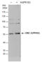 G Protein-Coupled Receptor 183 antibody, GTX129712, GeneTex, Western Blot image 