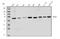 Mitogen-Activated Protein Kinase Kinase Kinase 8 antibody, PB10007, Boster Biological Technology, Western Blot image 