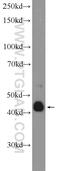 ADAM Like Decysin 1 antibody, 17899-1-AP, Proteintech Group, Western Blot image 