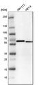 Serine/Threonine Kinase 3 antibody, HPA007120, Atlas Antibodies, Western Blot image 
