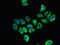 GDNF Family Receptor Alpha 1 antibody, CSB-PA009379LA01HU, Cusabio, Immunofluorescence image 