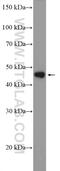 LIM/homeobox protein Lhx4 antibody, 11183-1-AP, Proteintech Group, Western Blot image 