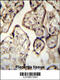Synaptotagmin 8 antibody, 55-141, ProSci, Immunohistochemistry frozen image 