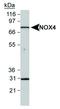 NADPH Oxidase 4 antibody, NB110-58851, Novus Biologicals, Flow Cytometry image 