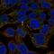 LIAR antibody, HPA071287, Atlas Antibodies, Immunocytochemistry image 