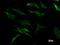 DExH-Box Helicase 29 antibody, LS-C342463, Lifespan Biosciences, Immunofluorescence image 