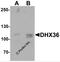 DEAH-Box Helicase 36 antibody, 7163, ProSci, Western Blot image 