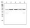 Sequestosome 1 antibody, PB9444, Boster Biological Technology, Western Blot image 