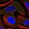 Neurocan antibody, NBP1-84368, Novus Biologicals, Immunofluorescence image 
