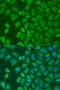 Homeobox D10 antibody, 23-106, ProSci, Immunofluorescence image 