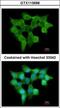 Flavin Containing Dimethylaniline Monoxygenase 3 antibody, GTX113698, GeneTex, Immunofluorescence image 