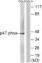 Neutrophil Cytosolic Factor 1 antibody, LS-C118007, Lifespan Biosciences, Western Blot image 