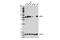Cellular Communication Network Factor 1 antibody, 14479S, Cell Signaling Technology, Western Blot image 