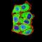 Axin 1 antibody, NBP2-61695, Novus Biologicals, Immunofluorescence image 