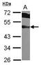 Eukaryotic Translation Initiation Factor 3 Subunit F antibody, PA5-27585, Invitrogen Antibodies, Western Blot image 