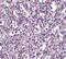 TBC1 Domain Family Member 10C antibody, PA5-20394, Invitrogen Antibodies, Immunohistochemistry frozen image 