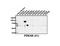 Phosphodiesterase 4B antibody, LS-C82359, Lifespan Biosciences, Western Blot image 