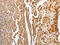 Neuropeptide Y Receptor Y1 antibody, CSB-PA104468, Cusabio, Immunohistochemistry frozen image 