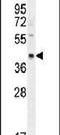 RAB3A Interacting Protein Like 1 antibody, PA5-24512, Invitrogen Antibodies, Western Blot image 