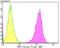 UDP-N-Acetylglucosamine Pyrophosphorylase 1 antibody, NBP2-76969, Novus Biologicals, Flow Cytometry image 