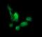 Gamma-Butyrobetaine Hydroxylase 1 antibody, MA5-26203, Invitrogen Antibodies, Immunocytochemistry image 