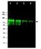 MRE11A antibody, GTX48735, GeneTex, Western Blot image 