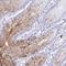 Gastrokine 2 antibody, NBP2-31688, Novus Biologicals, Immunohistochemistry frozen image 