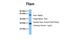 Transcription Factor A, Mitochondrial antibody, PA5-68788, Invitrogen Antibodies, Western Blot image 